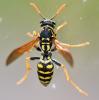 Polistes sp.